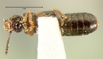 Media type: image;   Entomology 6557 Aspect: habitus ventral view